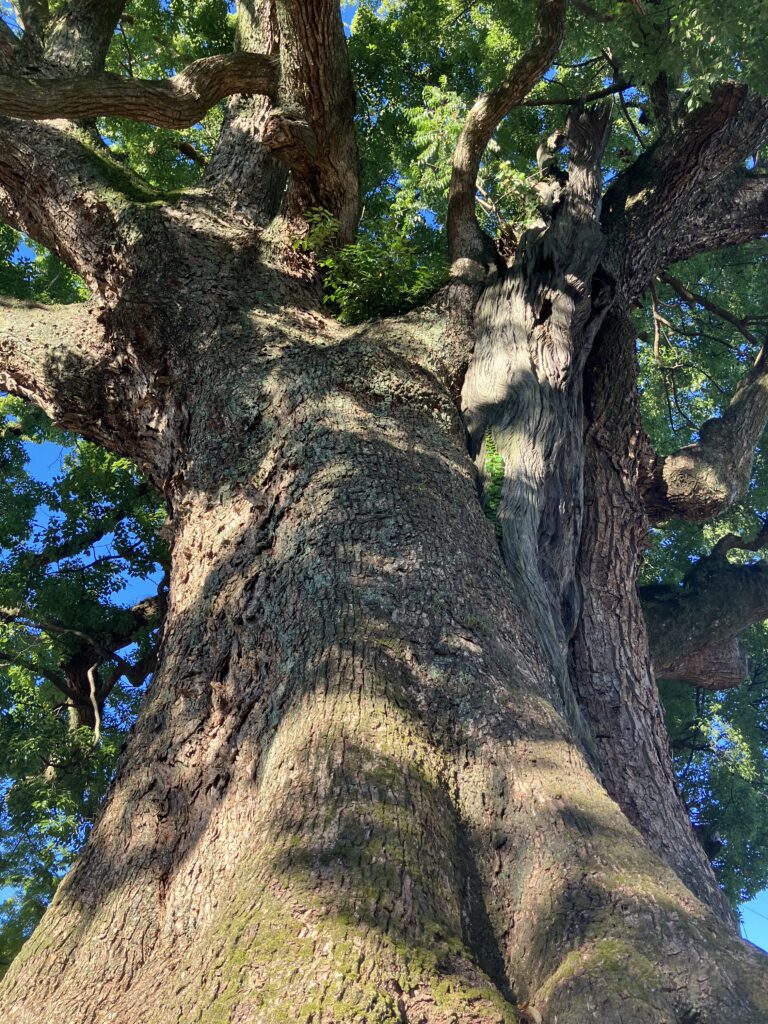 安長寺の大楠