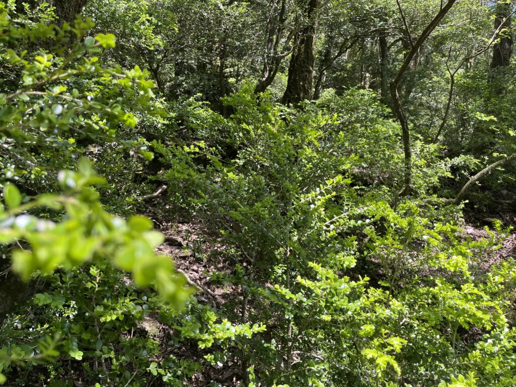 古処山のオオヒメツゲ