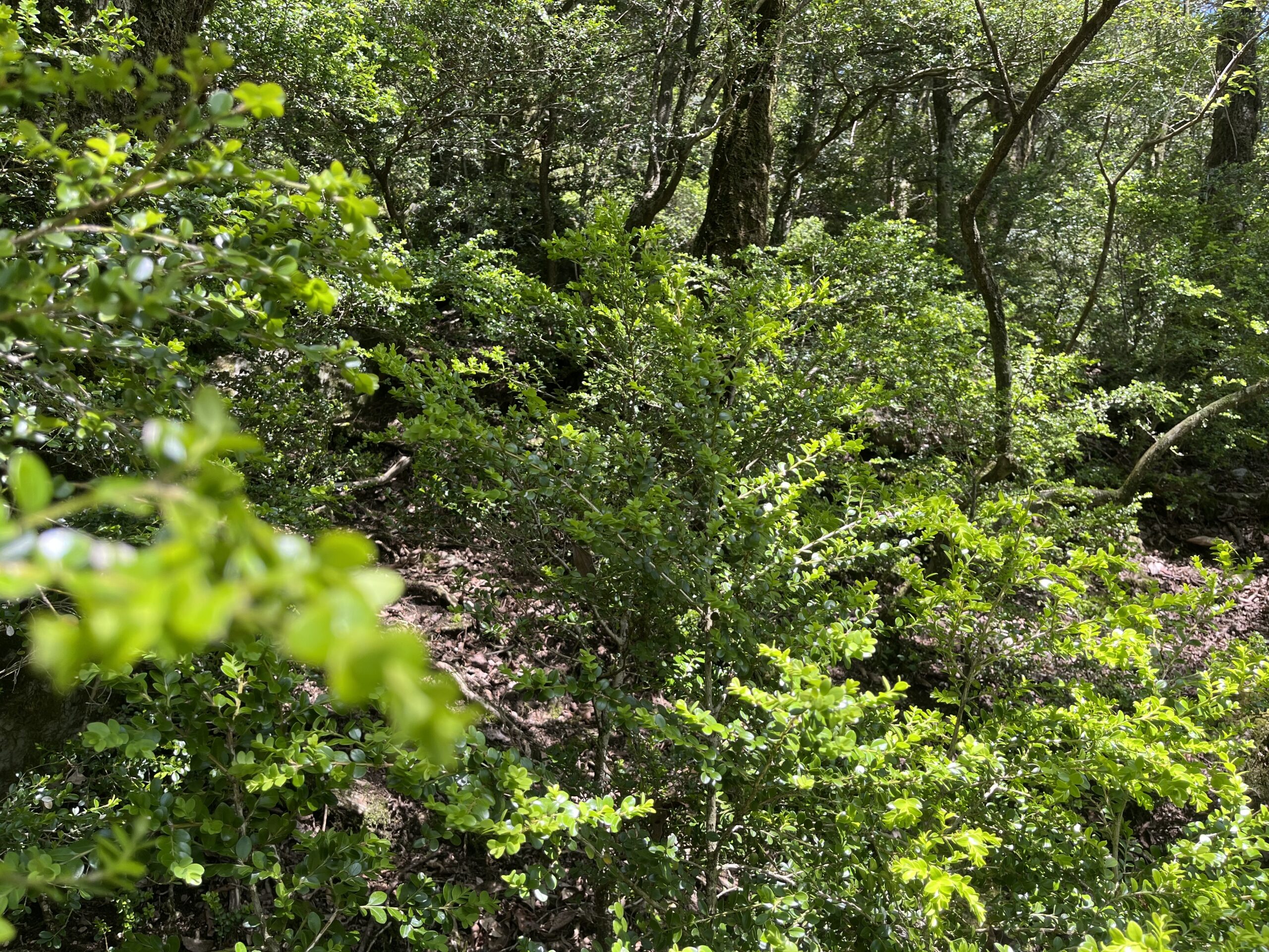 古処山清掃活動一覧